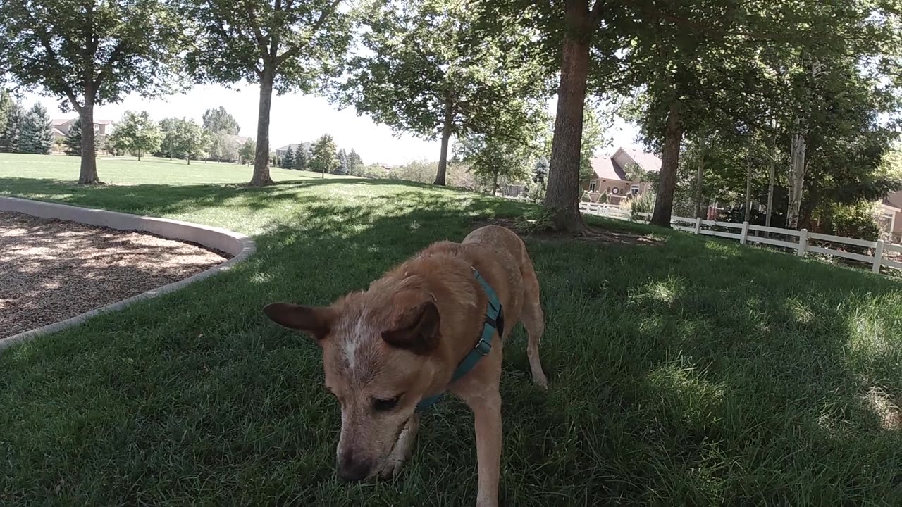 Brown dog approaching camera across a green Colorado lawn at low angle, leafy trees behind, no visible people