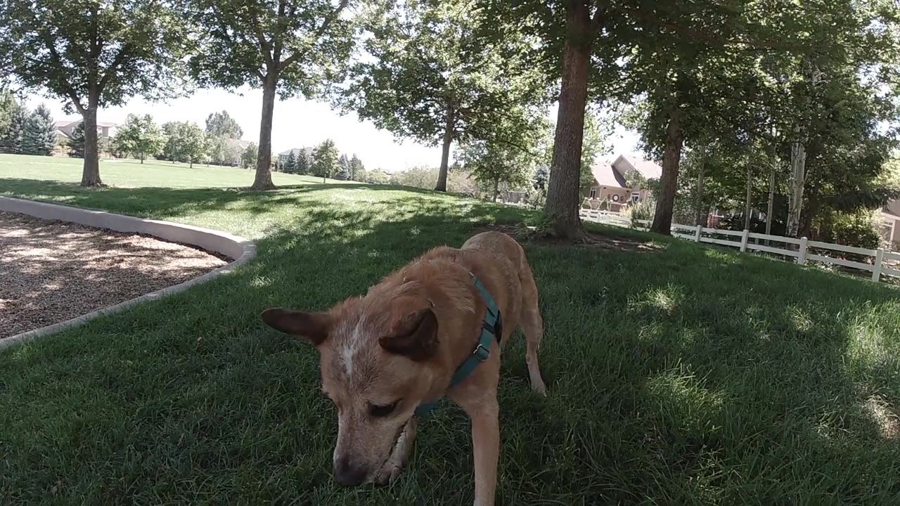 Brown dog closer to camera, body filling more of the low-angle frame, green lawn and trees behind