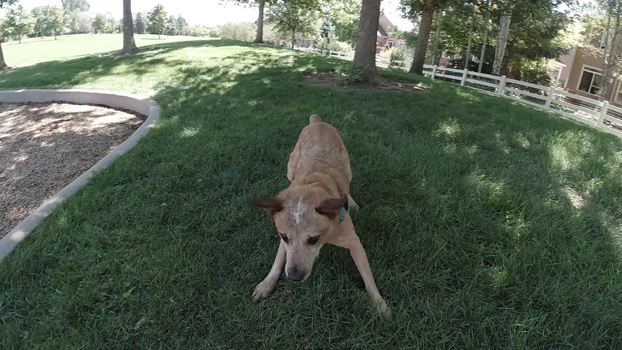 Tan dog crouched on grass near trees and a white fence.
