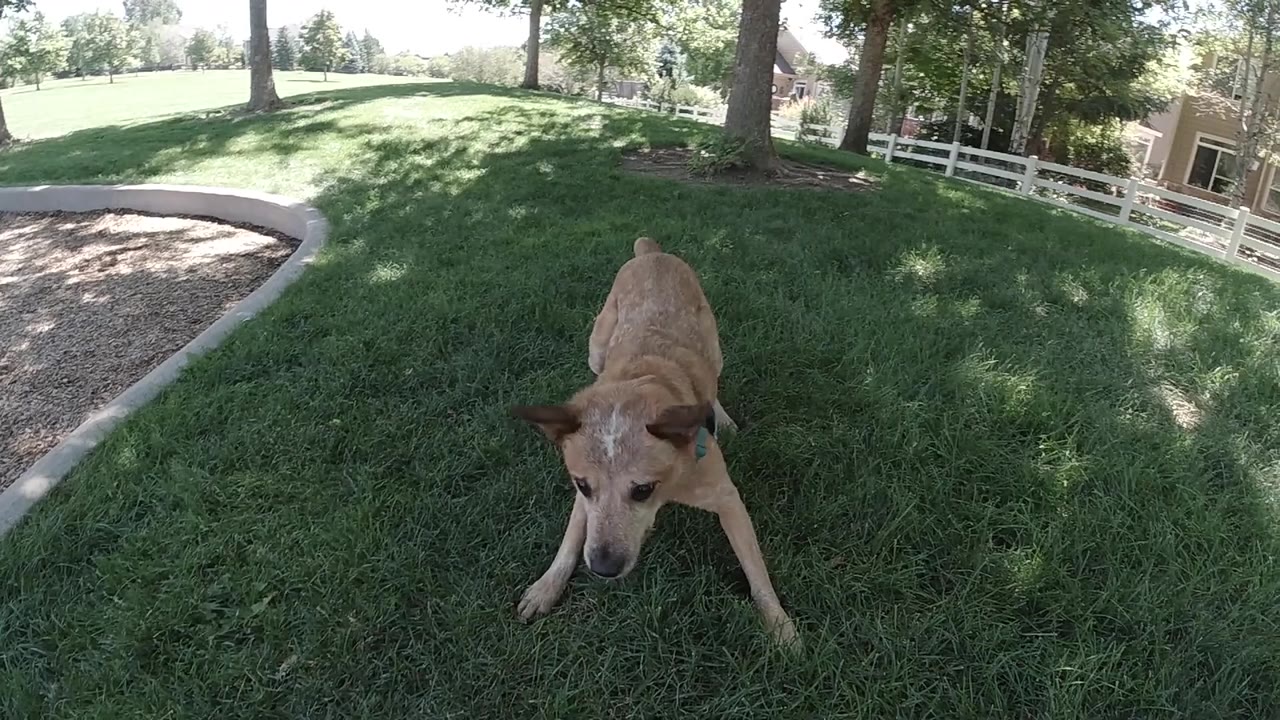 The dog faces the low wide camera from a crouched stance on Colorado grass, with trees and a white fence in the background, and no visible people.