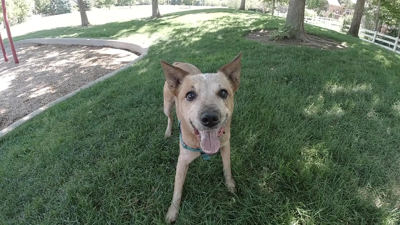 Tan dog with a blue collar faces a low wide-angle camera on green grass in Colorado, with trees, fence, and no visible people.