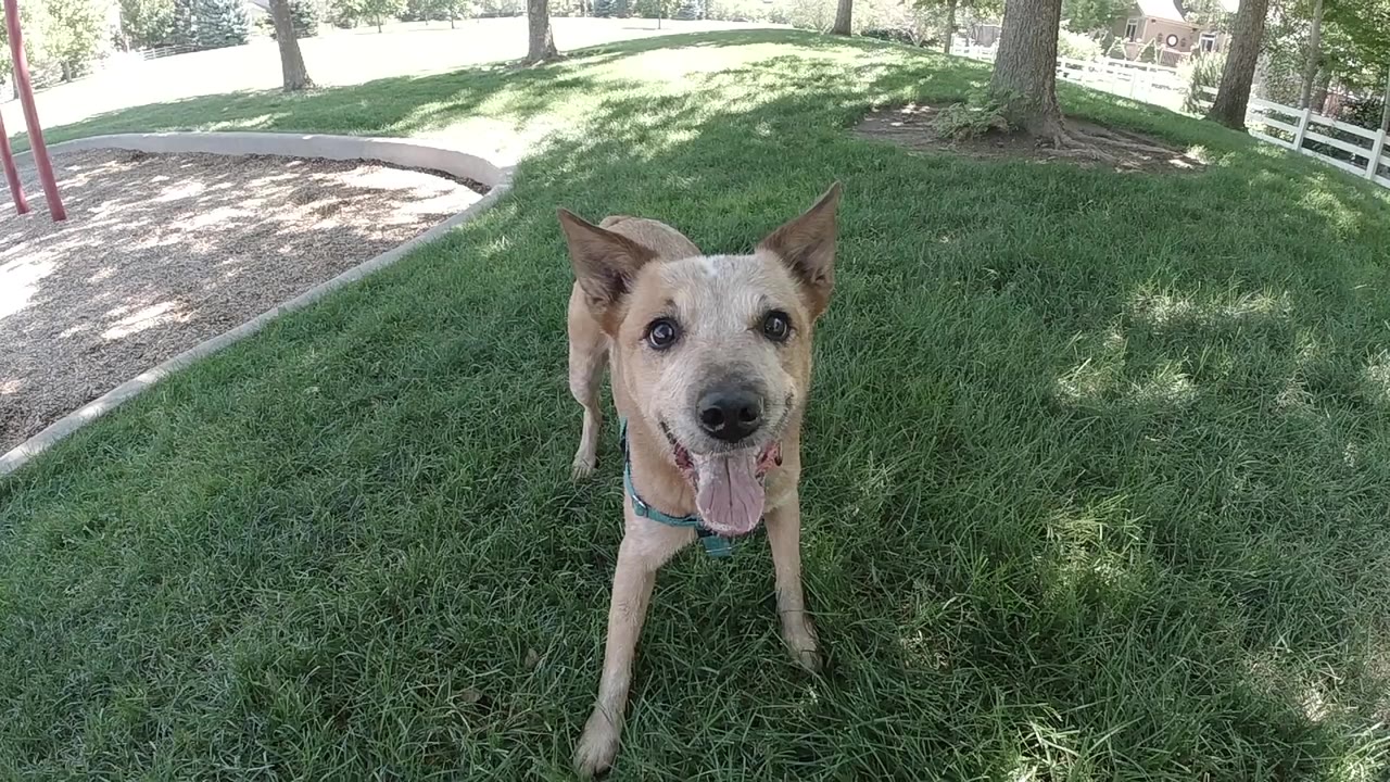 The tan dog stands alert on a green lawn in Colorado, centered near the lens with tree shade across the grass and no visible people.