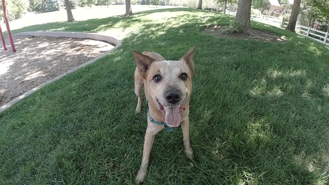 Dog looking toward camera in grass