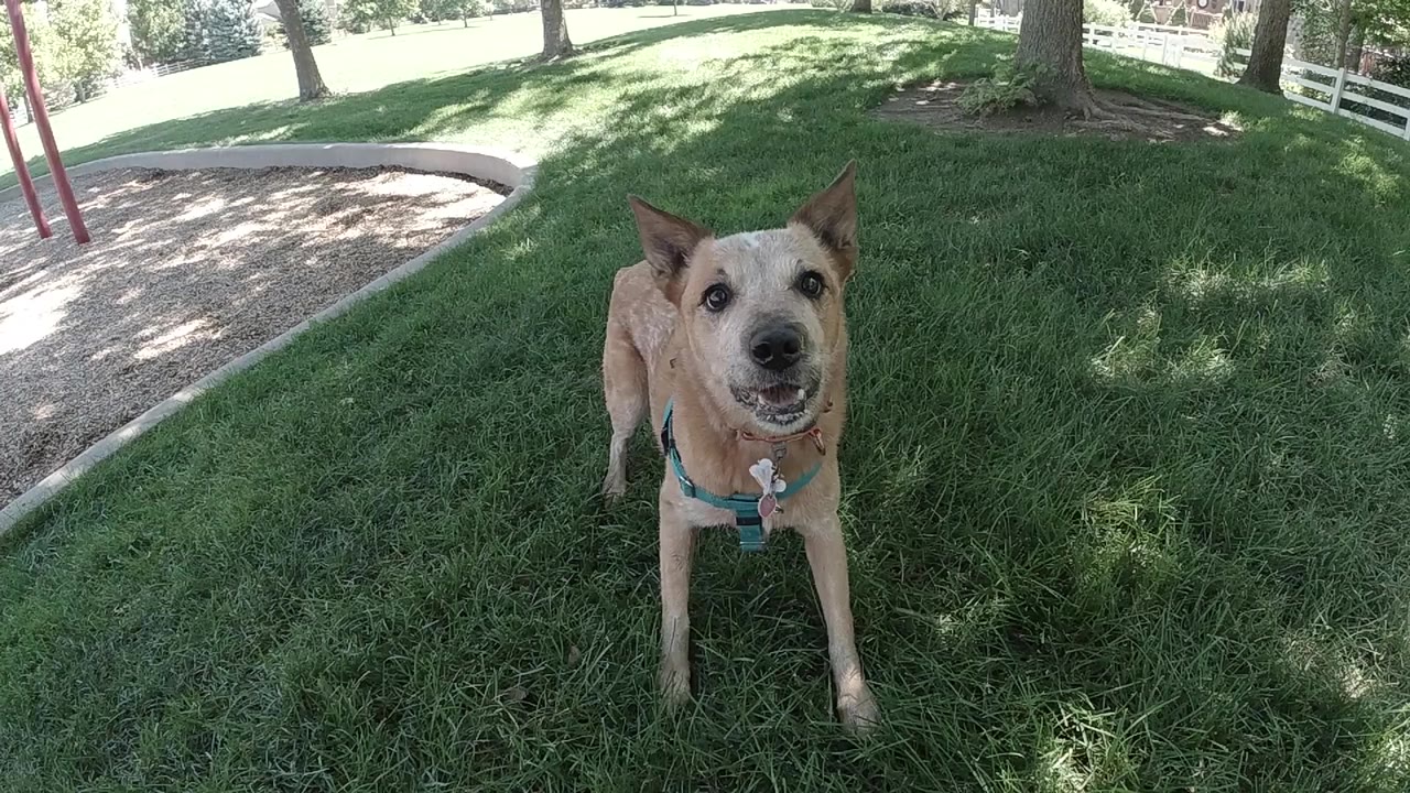 Tan dog in a teal harness faces the camera on shaded green grass in Colorado, with trees and a dirt path behind it and no visible people.