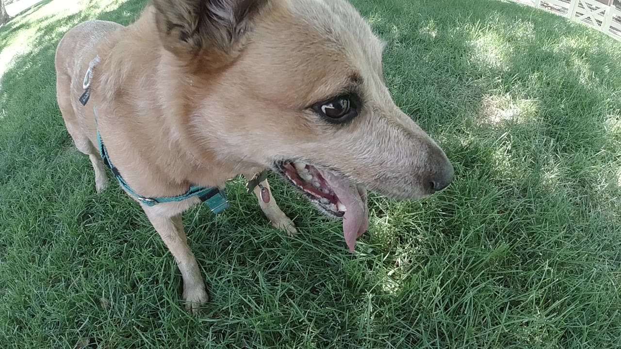 Tan dog in a teal harness stands close to the camera on Colorado grass at the start of the clip, panting with no visible people.
