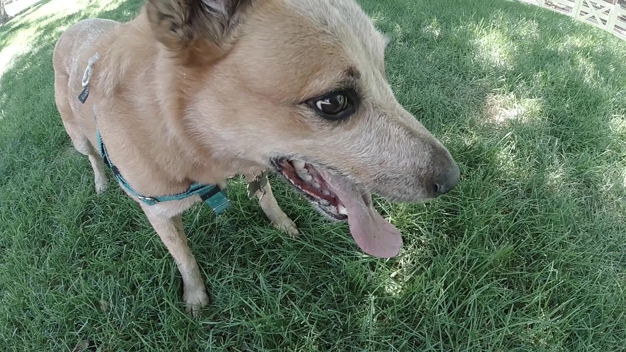 Panting dog beside shaded lawn