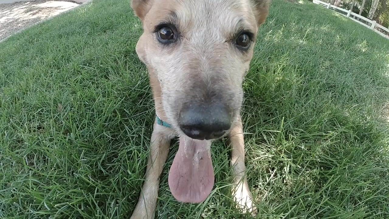 Tan dog close to the camera on green grass