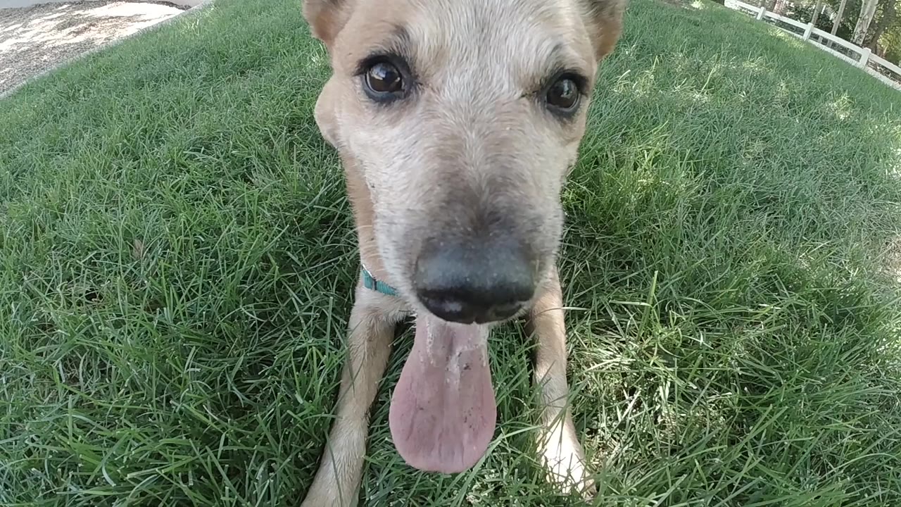 At 0:01, the dog's face stays centered above dense green grass in bright daylight, with its tongue hanging down and no visible people.