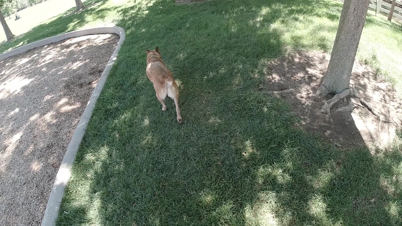 The dog continues away through the Colorado lawn, framed between the gravel path on the left and a tree trunk on the right, with no visible people.