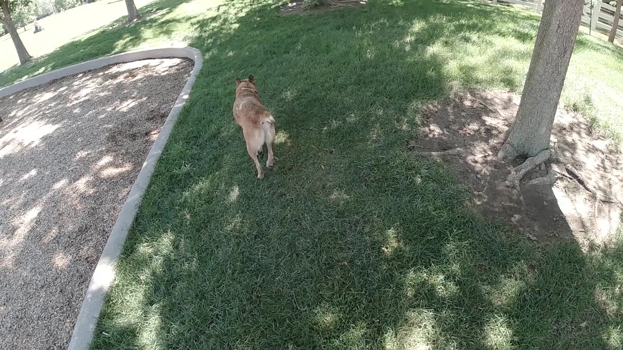 A tan dog moves farther into the grass under broken tree shade, with the gravel path and right-side tree still anchoring the Colorado outdoor setting and no visible people.