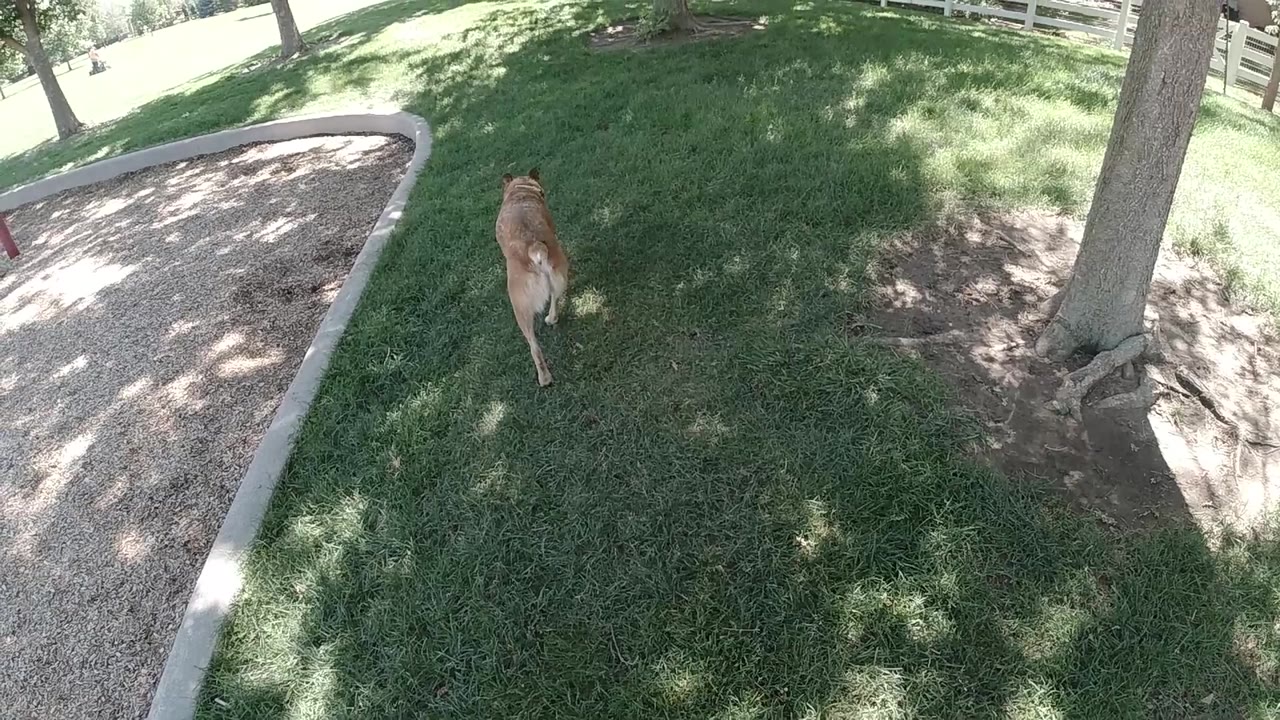 Dog walking away across a shaded lawn.