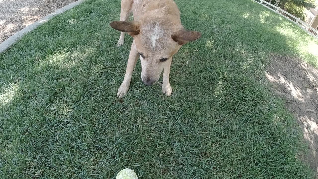 Tan dog facing a tennis ball on grass