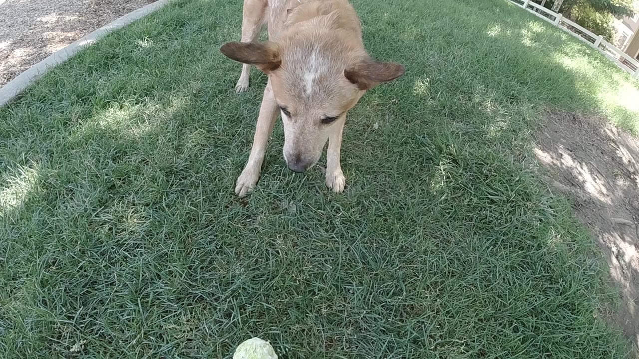 The tan dog keeps its head lowered toward the foreground tennis ball on a grassy Colorado park surface, with no visible people.