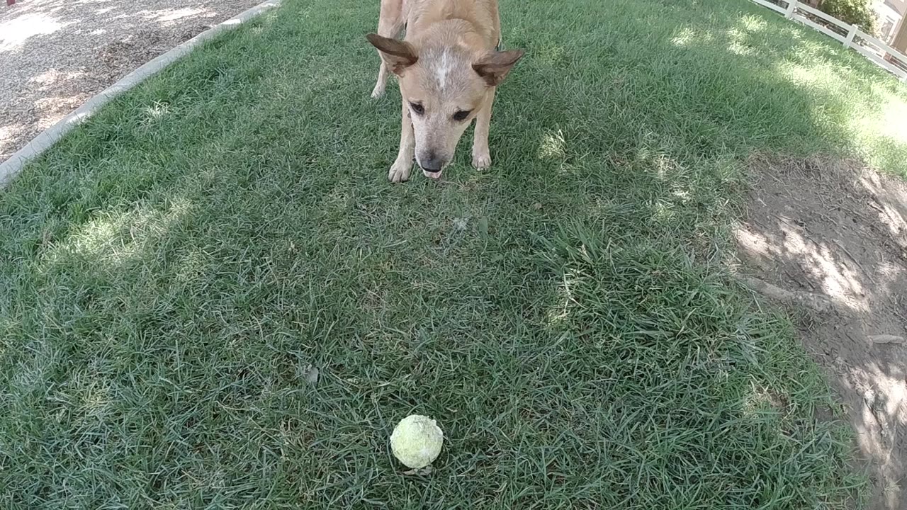 Dog looks down at a ball on a lawn.