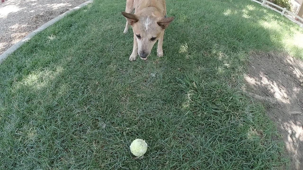 A tan dog watches from the upper frame while the ball sits on thick green grass in the foreground, no visible people.