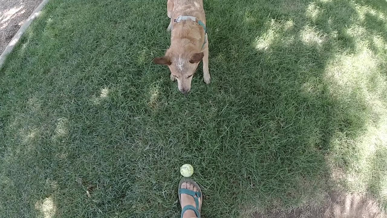 Tan dog facing a tennis ball on grass near a sandal-clad foot.