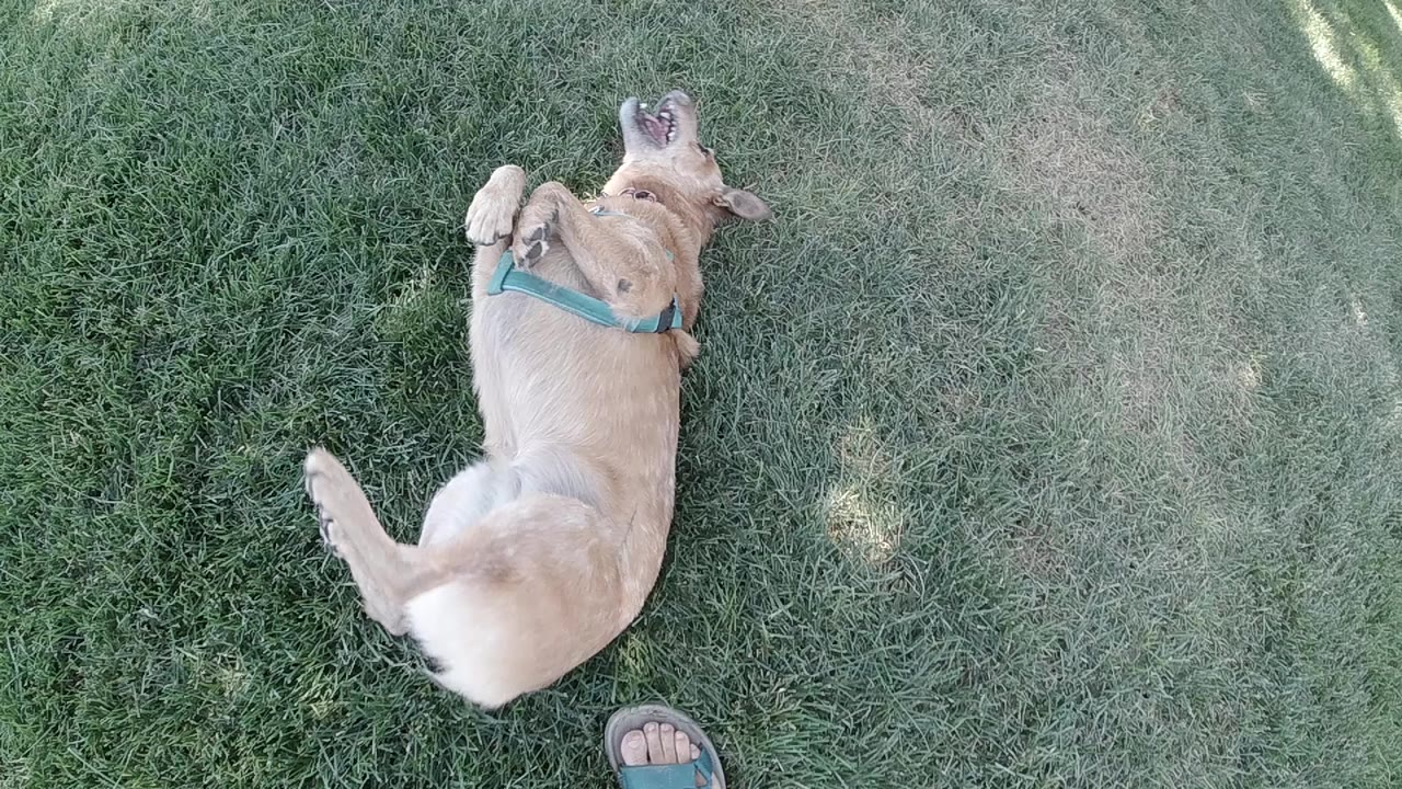 Tan dog in a teal harness lies on its back on Colorado grass, with one sandal-clad foot partly visible at the lower edge.