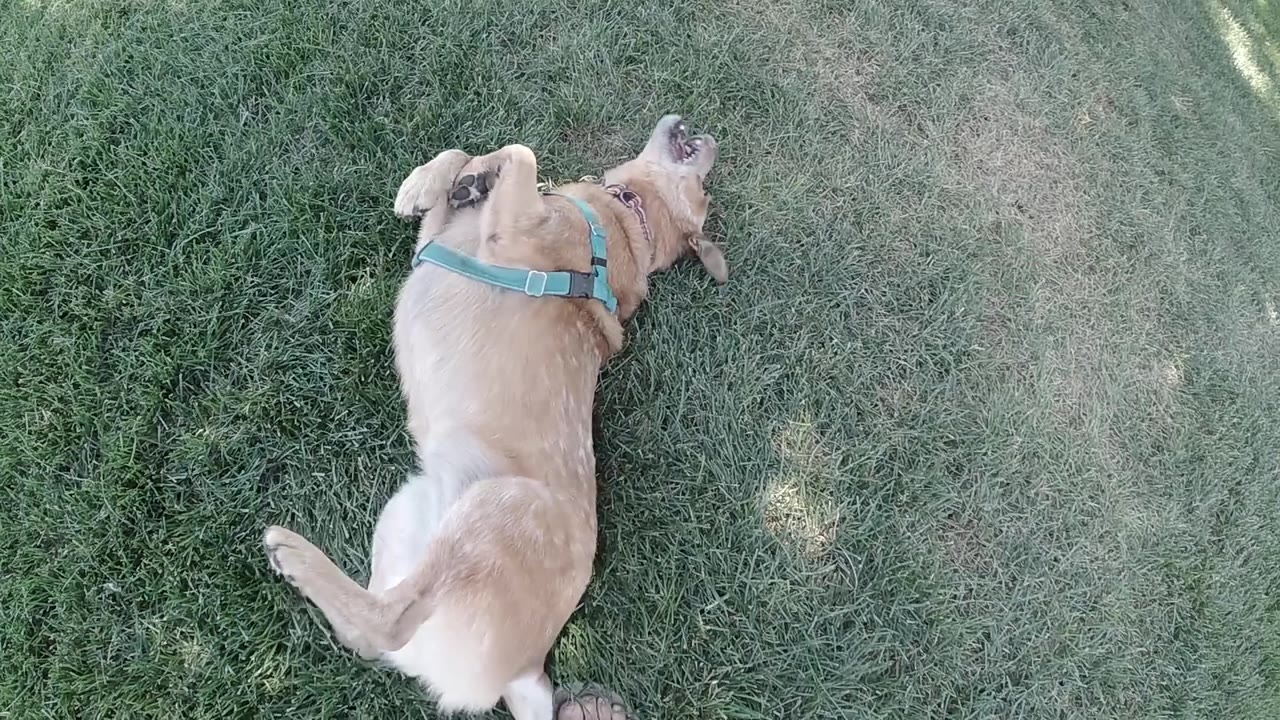 Harnessed dog rolling sideways on lawn