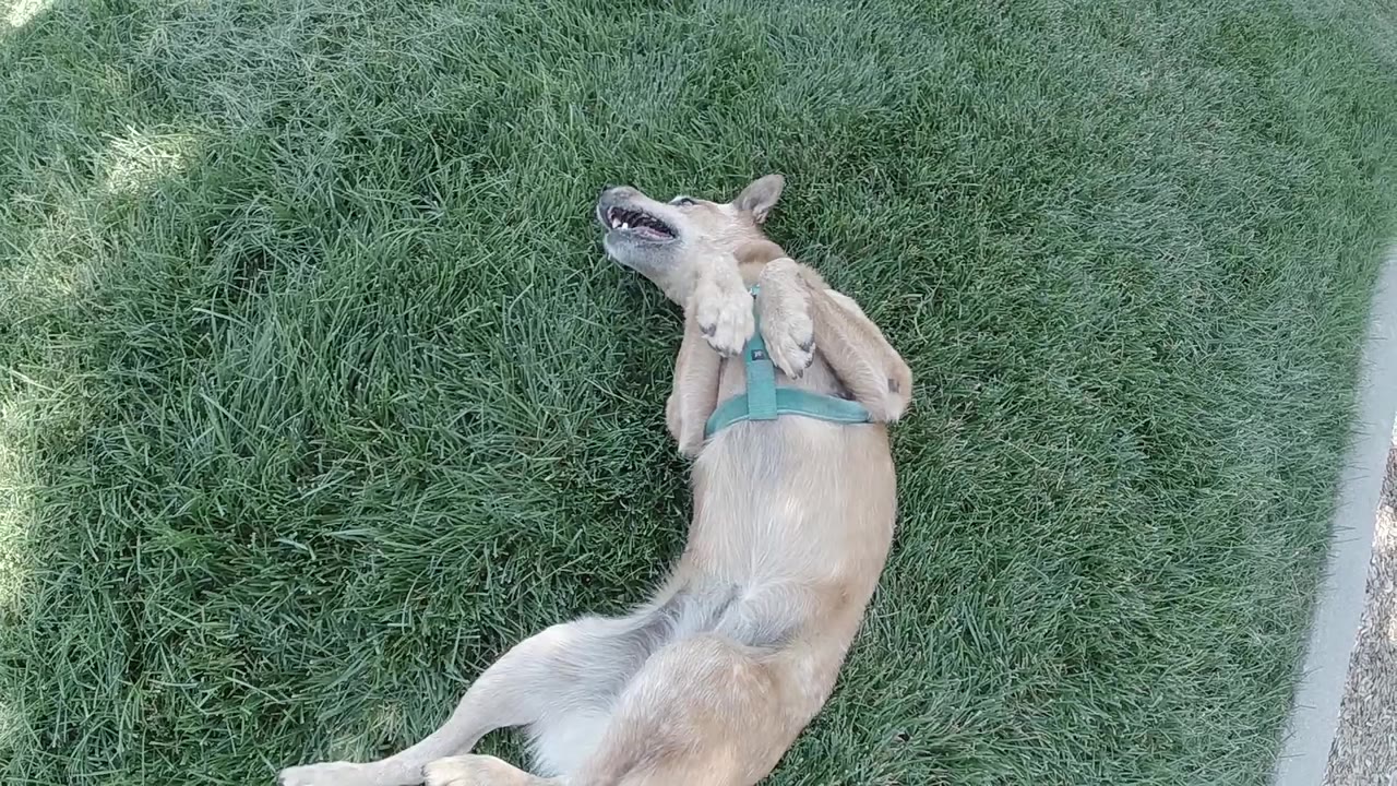 Tan dog lying on grass in a teal harness.