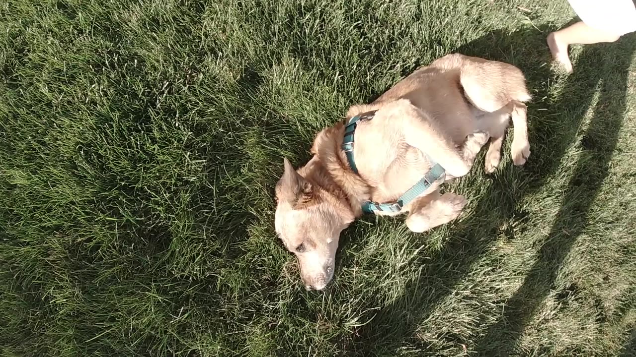 A tan dog wearing a teal harness lies partly on its side in Colorado grass, with bright sun and no visible people.