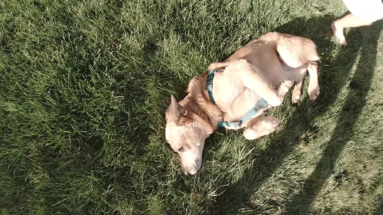 The dog rolls on its side in the green Colorado field while a long human-shaped shadow falls across the grass.
