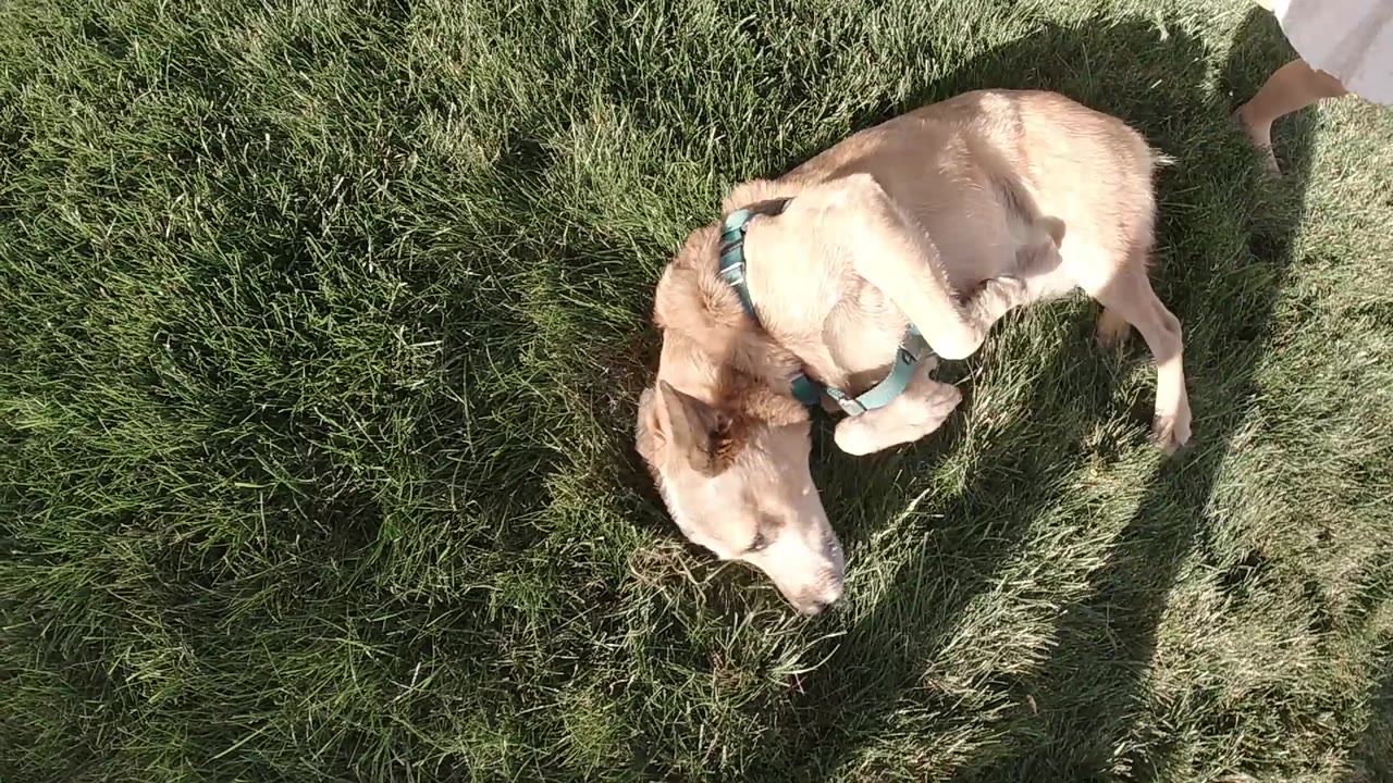 Dog curled on grass in overhead view