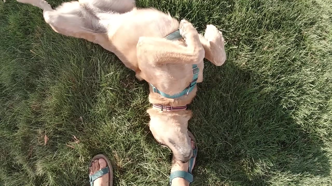 Tan dog rolling on grass near sandal-clad feet.