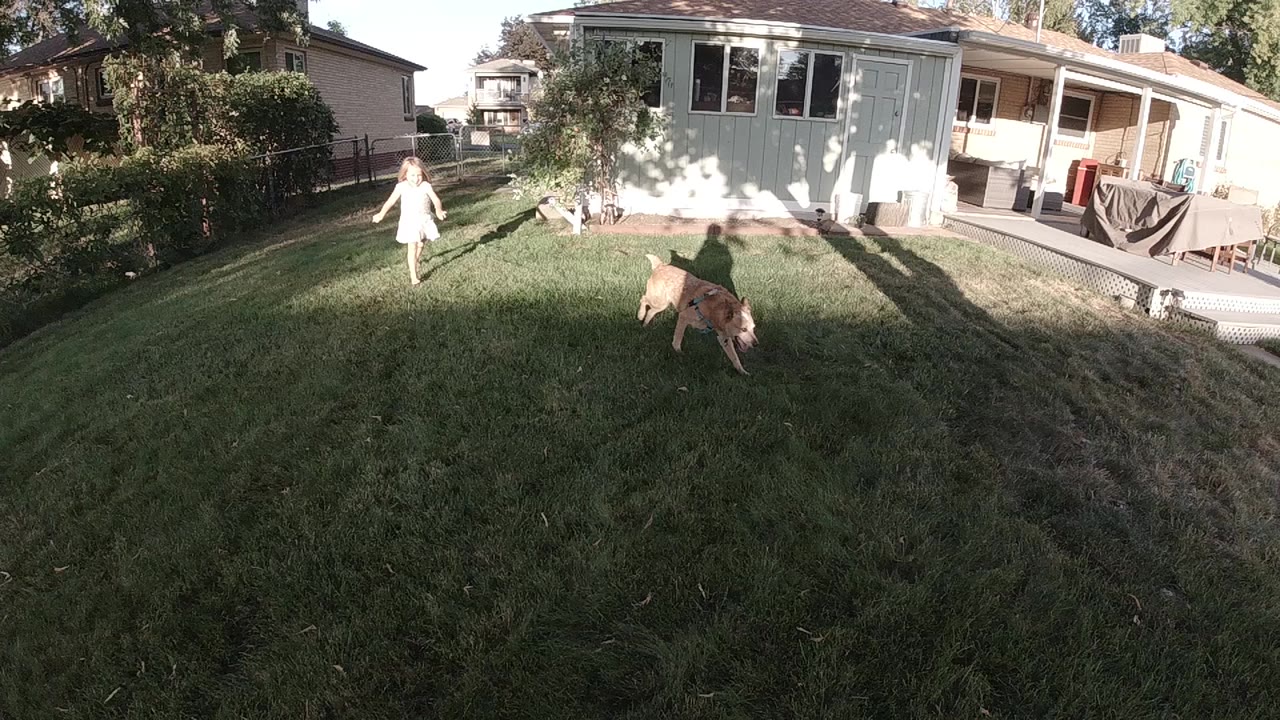 Two dogs move across a Colorado backyard lawn while a young child in a light dress stands farther back near the house.