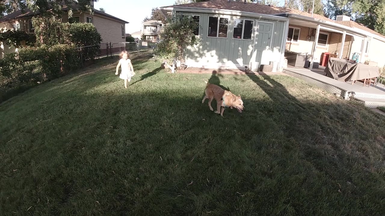 A brown dog stands on the lawn with a child behind it.