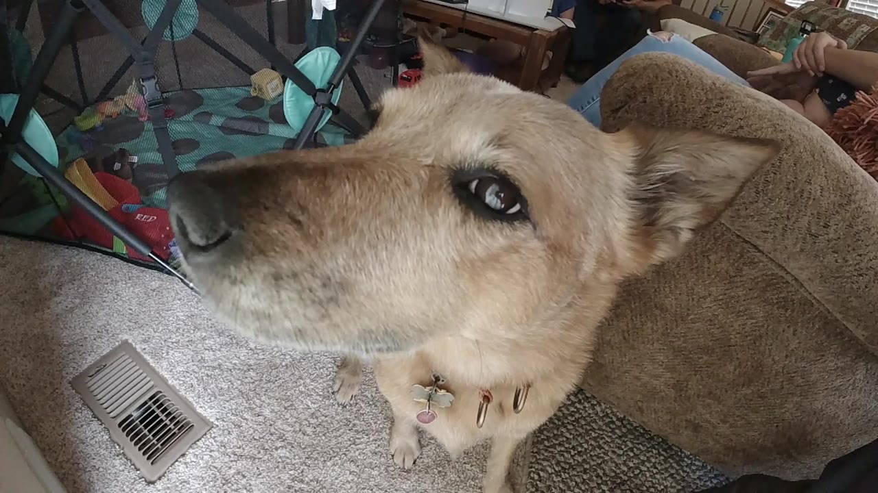 Tan dog beside a couch looking up near a floor vent.