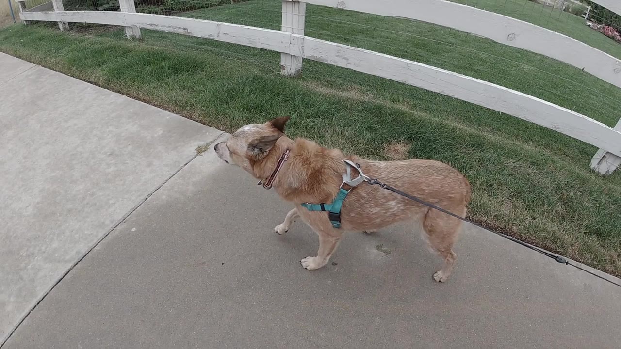 Tan mottled dog on a sidewalk beside grass and a white fence.