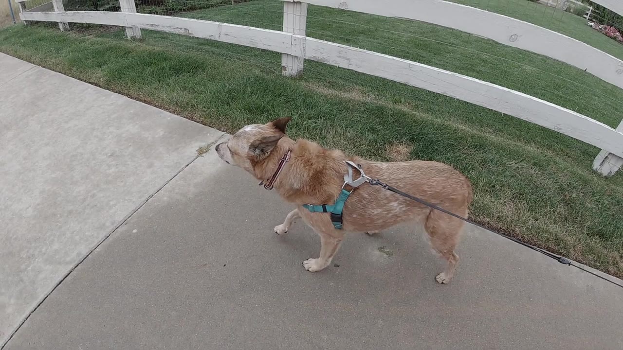 The dog remains near the same sidewalk edge in Denver, facing left with the leash trailing back and no visible people in frame.