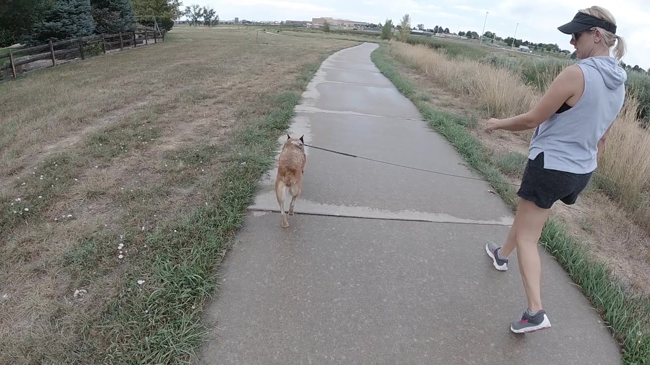 In Denver, a woman in activewear follows a tan dog on a leash along a curving paved sidewalk with open grass on both sides.