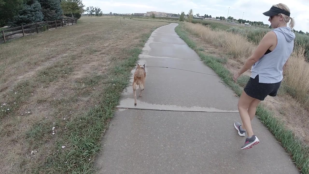 In Denver, the woman steps forward on the right edge as the red heeler moves down the center of the sidewalk toward a gentle bend.