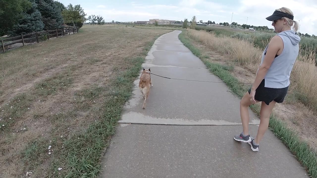 Woman in activewear walking a leashed dog outdoors.