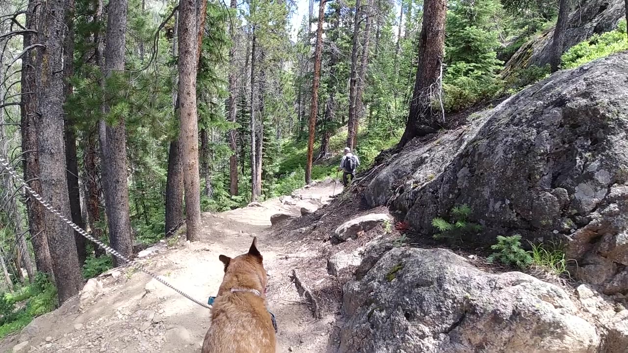 A tan or reddish-brown dog continues along a rocky forest trail with large gray boulders and tall pines in the background; no people visible.