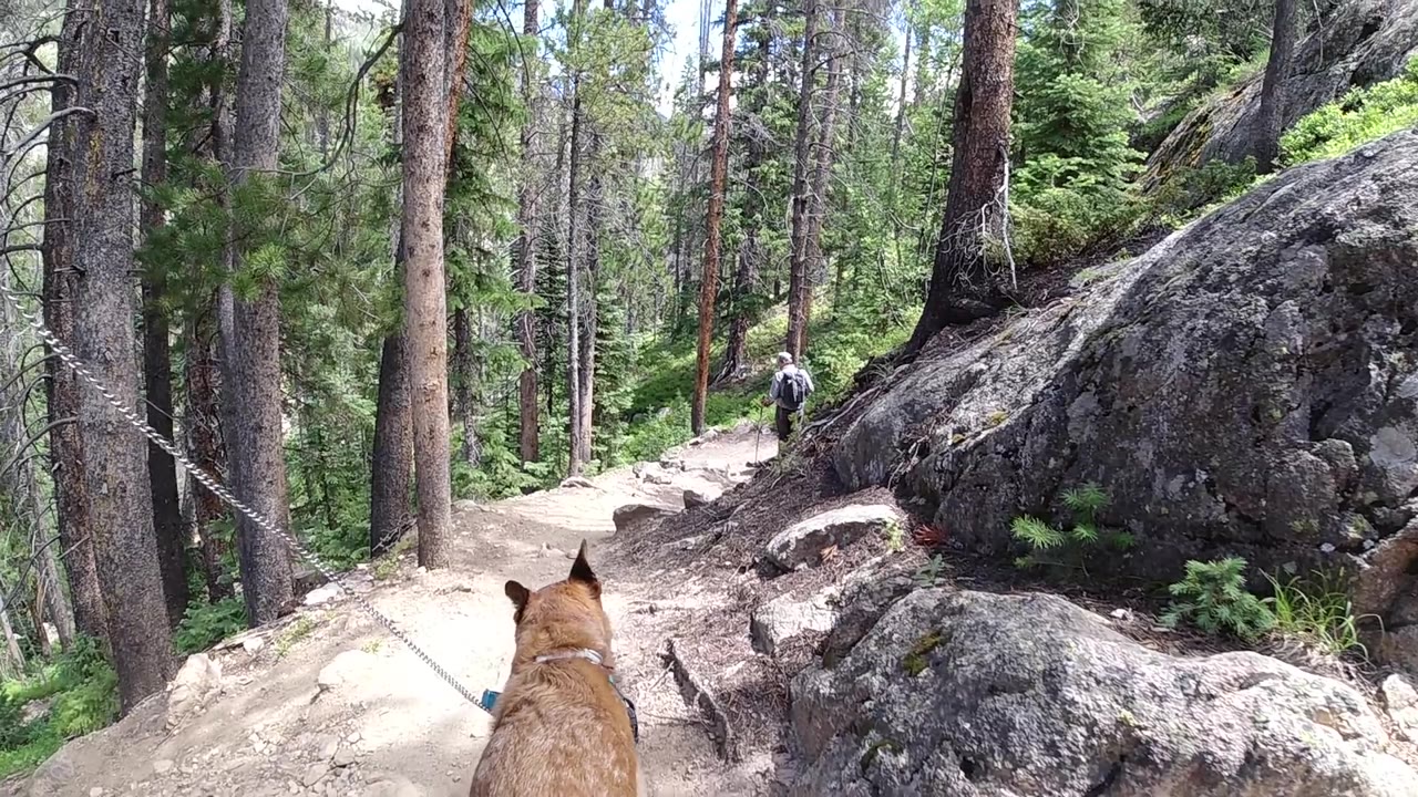 Dog walking on a rocky dirt trail with conifer trees and large granite rocks in the background; no people are visible.