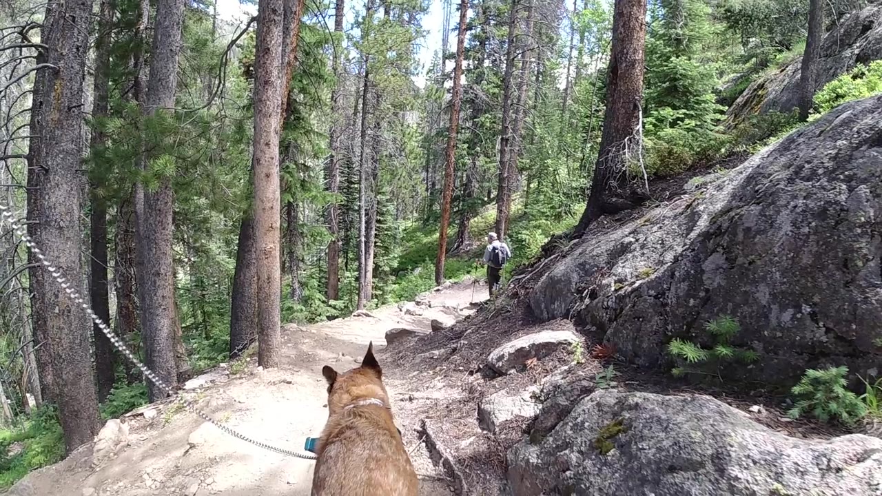 Dog on a rocky forest trail with pine trees and large boulders behind it.