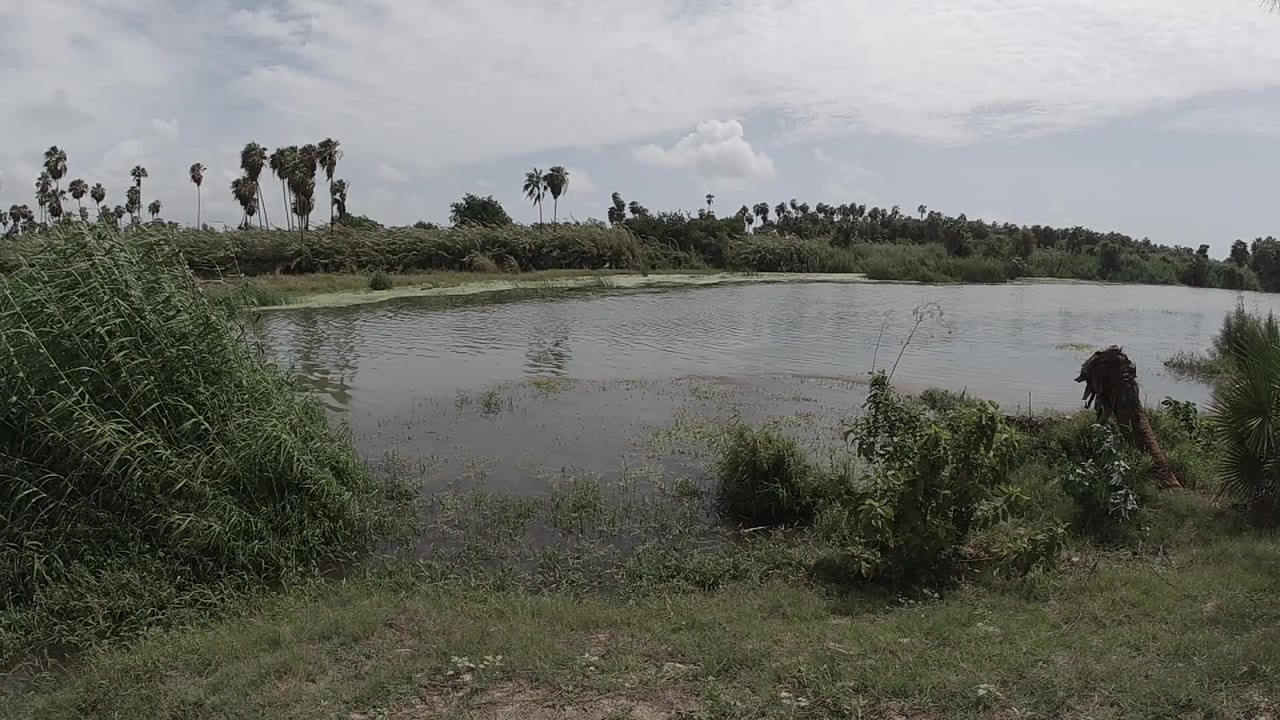 Water-level view of a calm pond; a large dark shrub mass occupies the right portion of the frame, open water fills the center, and an overcast sky spans above; no people are clearly identifiable in this frame at this resolution.