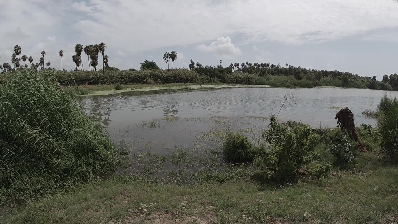 Low-horizon view across a calm pond with green vegetation in the foreground and a gray overcast sky above; the far shore shows a band of trees and scrubby vegetation; no people are clearly identifiable in this frame.