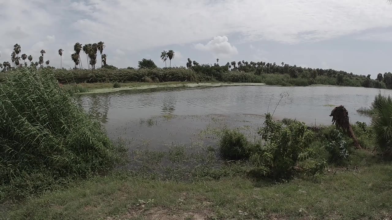 Pond surface at eye level, shrub mass center-right, overcast sky, flat calm water.