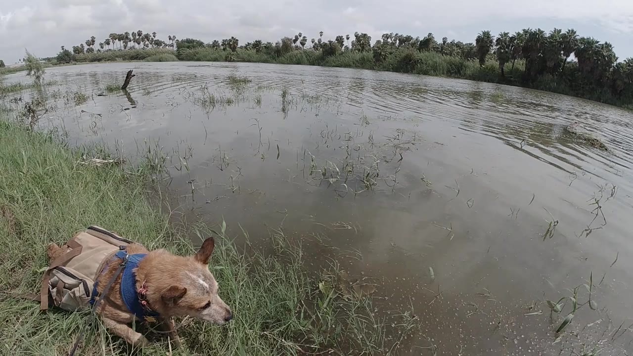 Tan-brown dog in blue harness stands in green grass beside a wide reflective pond; dark treeline in background under flat overcast light; no people visible