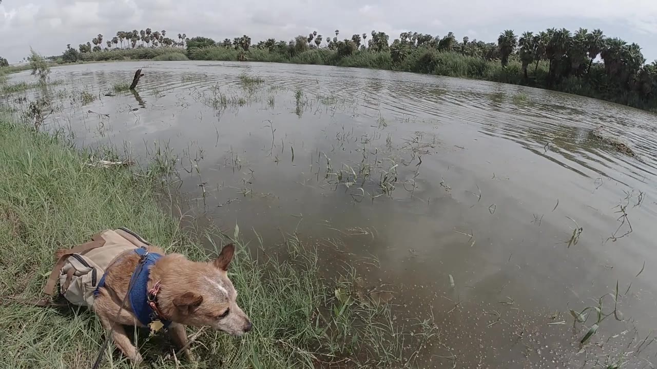 Tan-brown dog wearing a blue harness stands in green grass at the pond edge; flat reflective water fills the midground; dark treeline and overcast sky in background; no people visible