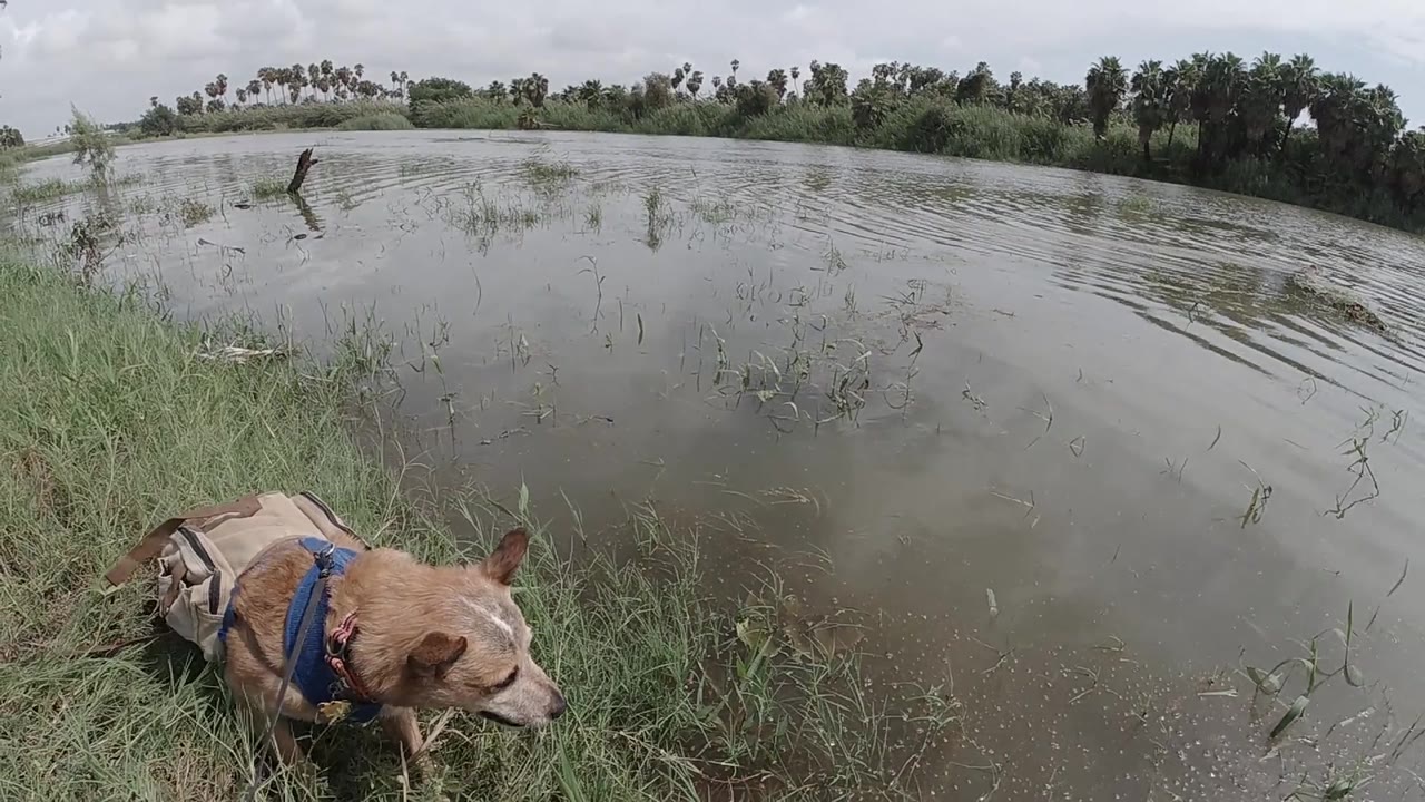 Tan-brown dog in blue harness stands in green grass at the edge of a calm wide pond; the low ground-level angle emphasizes the water surface and distant treeline; no people visible