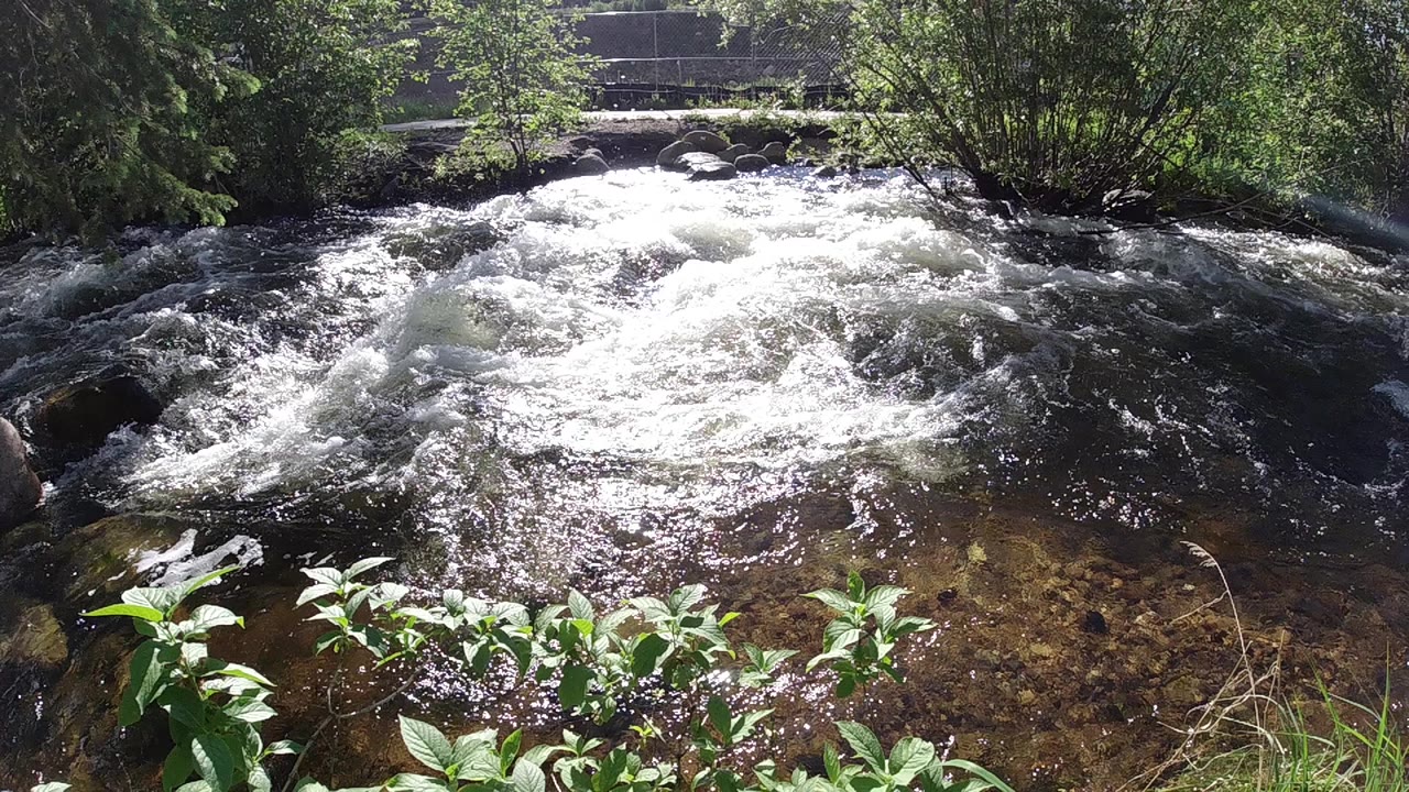 White water pushes across dark rocks in a shallow forest creek with green foreground leaves and no visible people.