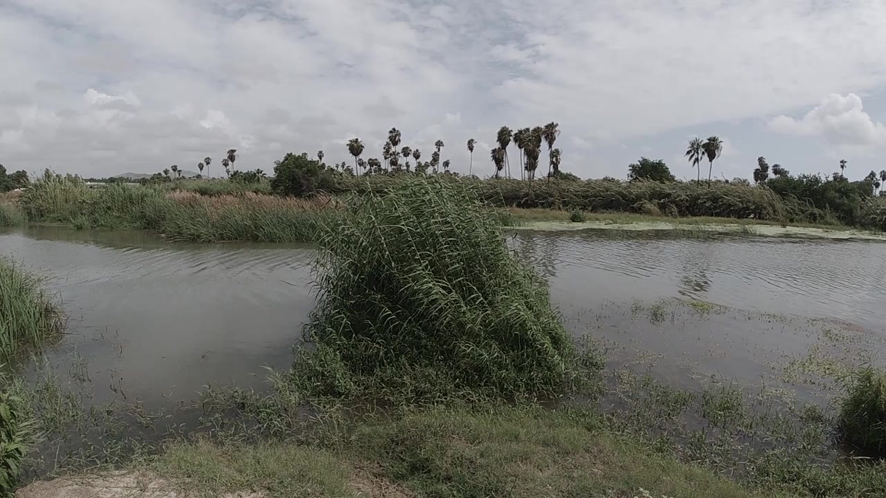 Opening view of gray-green water beside foreground reeds, a leaning grass clump, distant trees, cloudy sky, and no visible people.