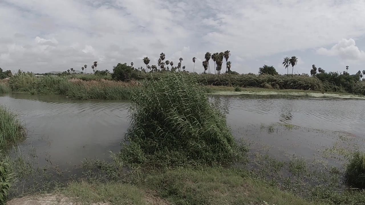 Low waterside view with reeds and palms in the distance
