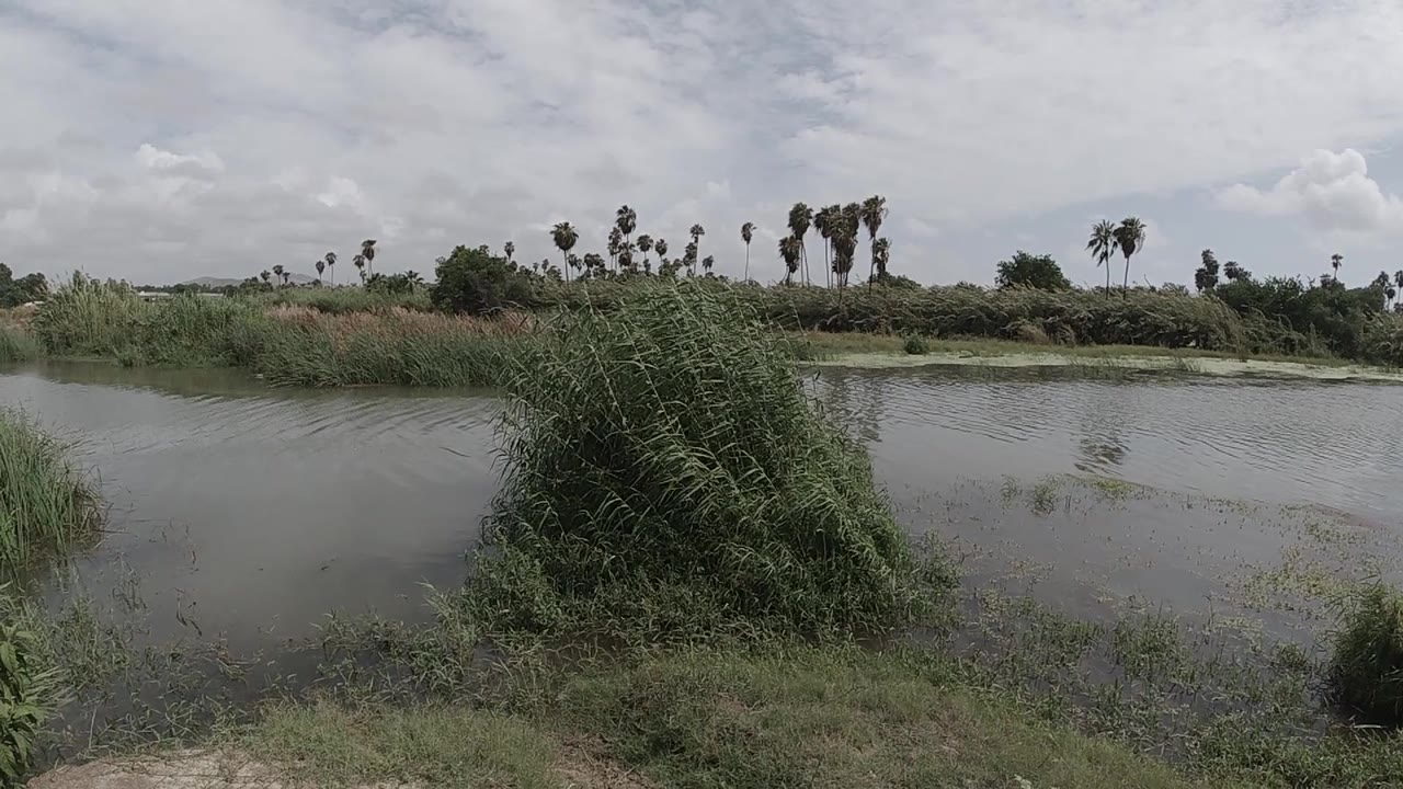 Cloudy daylight falls over a still body of water, foreground grasses, a leaning green plant, low shrubs, distant trees, and no visible people.