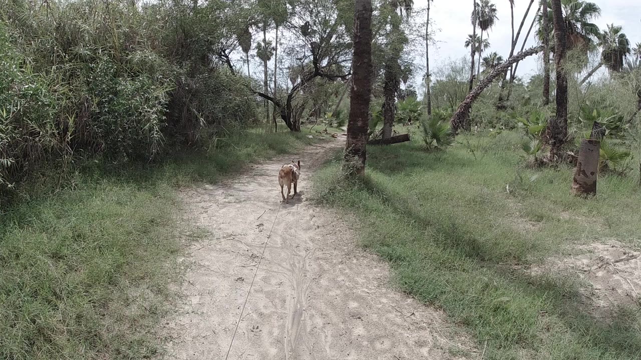 Sandy dirt path lined with tall palm trees and dense tropical shrubs, with a small brown cow far down the path; no people are visible.