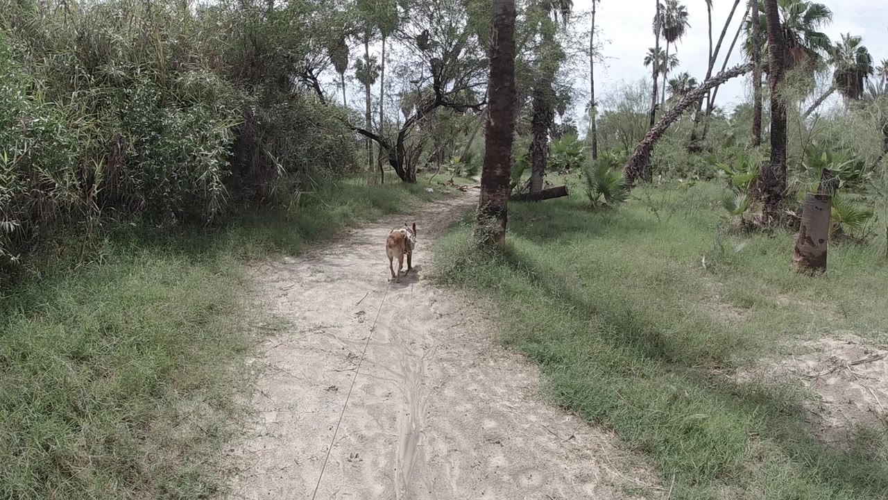 Sandy dirt path flanked by tall palm trees and lush tropical growth, with the cow slightly closer than in the opening frame; no people are visible.